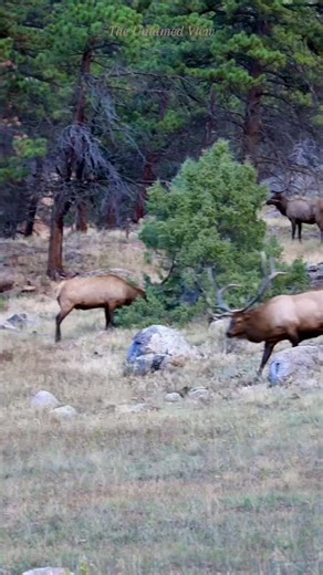 3.7K views · 3.5K reactions | Sound up for the chaos! 﫣 How many different sounds can you identify?  BTW these 3 bulls put on quite a show for the ladies. 歷 #datinggames #elkrut #bullelk #coloradowildlife #untamednature #wapiti #rmnp #foryoupageシ | The Untamed View | Facebook