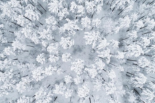 Dix morceaux de musique classique pour céder à l’appel de la forêt