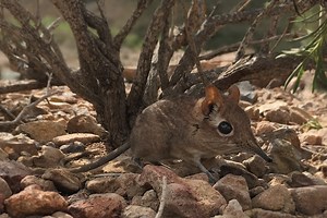 Long-lost elephant shrew rediscovered after half a century