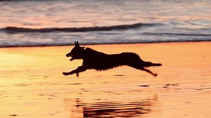 「夕暮れ時に海岸を走る犬のスローモーションショット。」の動画素材（ロイヤリティフリー）1064214487 | Shutterstock