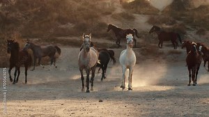 Wild horses galloping through dusty desert in Cappadocia .