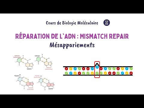 DNA Repair: Mismatch Repair (MMR) Pathway | Easy Biochemistry