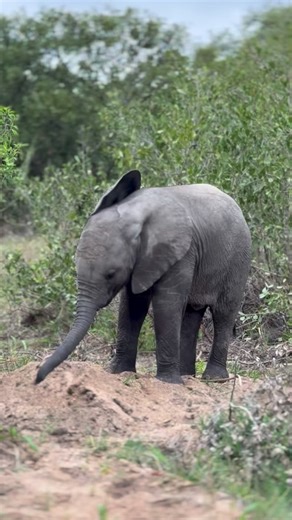 It all starts somewhere as baby elephants learn how to dust bathe properly. They start by watching the adults, then try it for themselves, usually sending more sand into the air than onto themselves but with time it all comes together. They learn which spots need the most attention and even which soils work best. The darker damp sand after rain or lighter dust on the hot and dry days. #africanwildlife #wildlife #wildlifephotography #africa #safari #nature #animals #naturephotography #africansafa