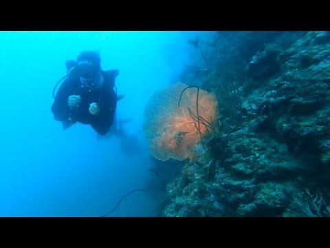 Into the Andaman: Diving Koh Haa & Koh Bida – Reef Octopus, Coral Reef & Blue Water Magic