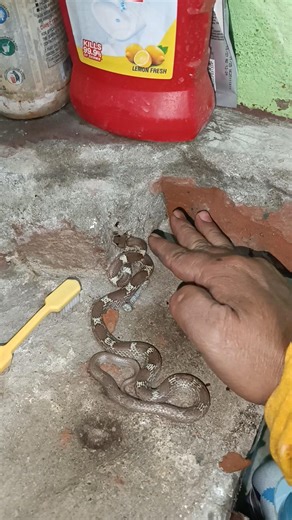 How to catch a real snake?