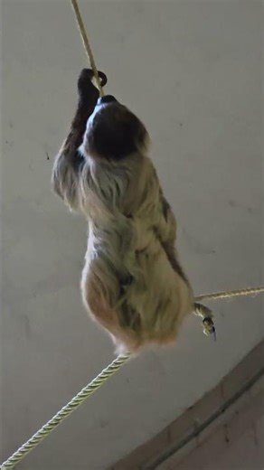 MEET THE SLOTH AT CHESTER ZOO 🦥 with Miss Ellis #love2learnwithmissellis #chesterzoo #sloth