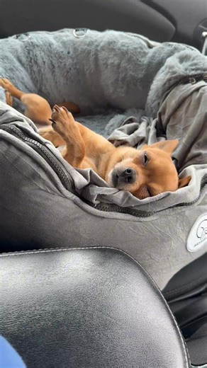 13K views · 998 reactions | Milton the Chihuahua snoring  #dog #doglover #pets #chihuahua #chihuahualove | miltonnkez | Facebook