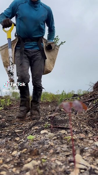 Tree Planting Progress: Day 10 Drone Shots