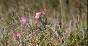 Andromeda polifolia (bog-rosemary) grows on the shore of a bogs and is only found in bogs in cold peat-accumulating areas. Selective focus. 4k video