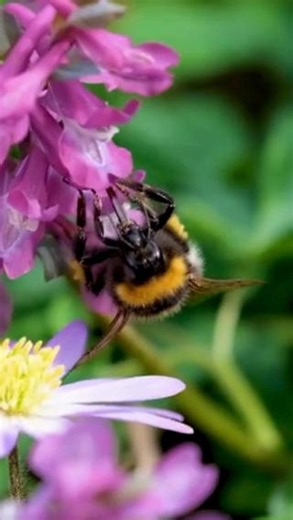 Bumblebee Conservation Trust on Instagram: "Why is feeding honey to a bumblebee a bad idea? And other popular questions 🐝🍯 Following last week’s post on how kindness can kill a bumblebee, we take a closer look at the dos, don'ts and whys of bumblebee first aid in a quick Q and A: Q: Why should sugar-water only be given to a bumblebee as the last resort? 🥛 A: There are several reasons: 🍬 Sugar-water, in all forms, isn't a suitable replacement for nectar. 🌷 Nectar contains amino acids and oth