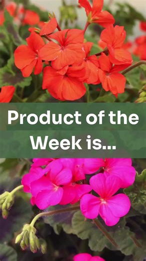 Climbing Geraniums: Always one of our most popular plants, and Shell’s product of the week! Get 10% off when pre-ordering yours for the next week, but hurry! They are selling quick! ----------------------------------------------------------------------------------------- Have you got our free Dahlia growing guide? Check out our Facebook or Instagram ads to get the PDF! Our Spring 2026 Pre-orders are on sale now! Get your spring shopping done early, and save 10%! #newlandsnursery #climbinggeraniu