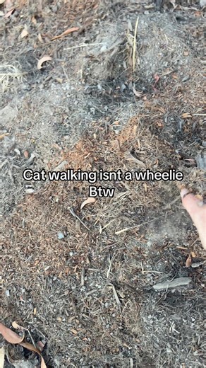 Mastering the Catwalk on a Mountain Bike