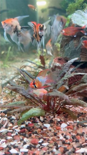 Can you spot it? 👀Nature camouflage at its best — Balloon German Ram #aquarium #fish #fishtank