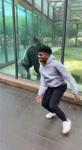 Gorilla Grooves vs. Breakdancer Moves! 🦍🕺 #ZooLife #DanceBattle #AnimalEncounters