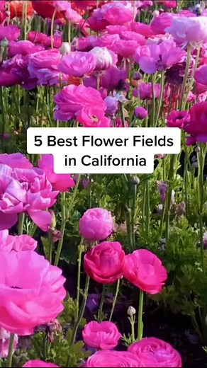 Exploring California's Stunning Flower Fields