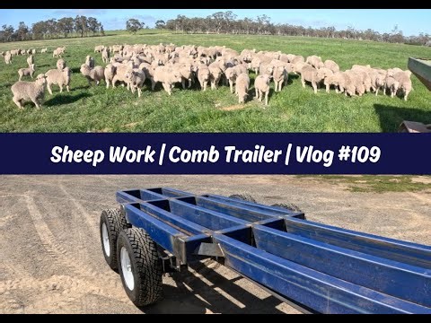 Sheep Work | Comb Trailer | Vlog #109