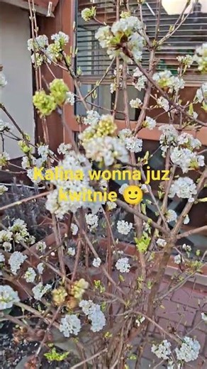 The sweet viburnum is already blooming 🙂 #nature, #garden, #viburnum