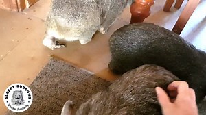 The wombats version of training for the Melbourne Cup. Tealeaf and Charlotte quick off the mark, Loco will no doubt bring up the rear on the day. | Sleepy Burrows Wombat Sanctuary