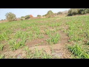 MSP(Minimum Support Price) Agri Life Vlog 3 #agriculture #farming #msp