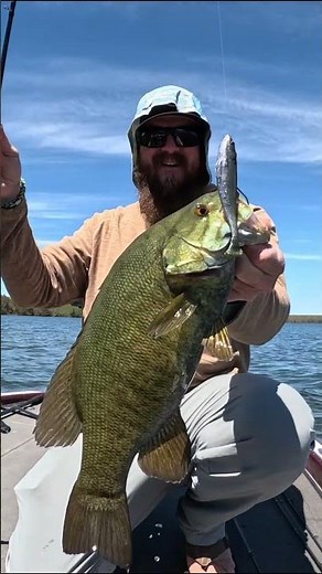 This Swimbait Is Making Waves! 🎣