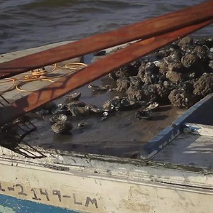 Seafood is our specialty. Support your state from sea to table. Ask for fresh, quality Alabama Gulf Seafood. | Alabama Seafood