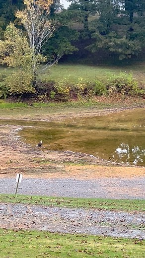 Bald Eagle spotted at Cypress Bay Marina. | Cypress Bay Marina & Resort