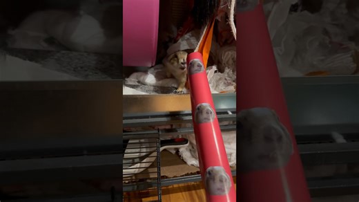 Custom Paper Fun for Prairie Dog Presents