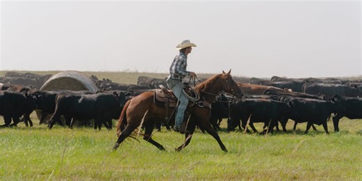 Beef Prices Are at a Record. The Winners: Cattle Ranchers