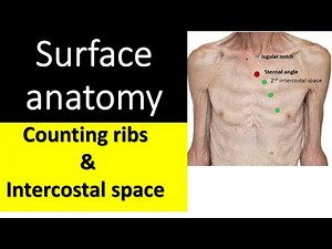 Counting Ribs & Intercostal Spaces | Thorax Surface Anatomy Explained