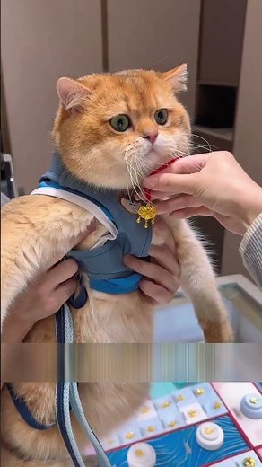 Cutest Cat Birthday Ever!😱
