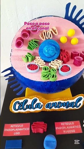 👆👆Cell model, step by step #diycrafts