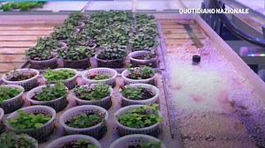 La serra aeroponica, tecnologia, welfare e sostenibilità