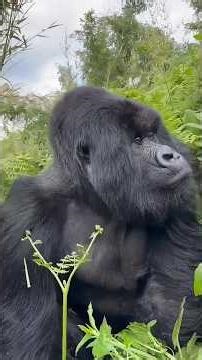 O IMPRESSIONANTE SILVERBACK: O GORILA DE COSTAS PRATEADAS