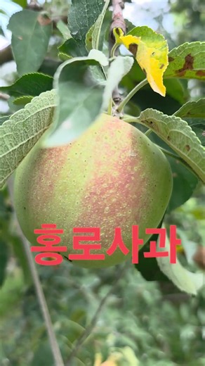 주말농장 16년차 홍로 사과