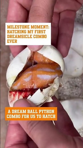 HATCHING a Dreamsicle Ball Python for the First Time😍🐍