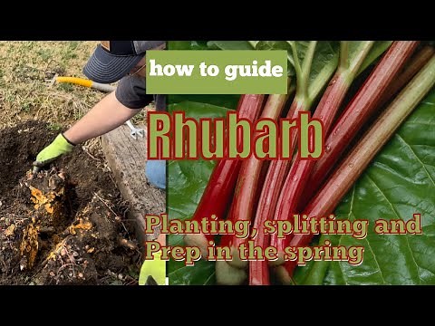 Rhubarb Guide: Planting, Splitting and Springtime Prep