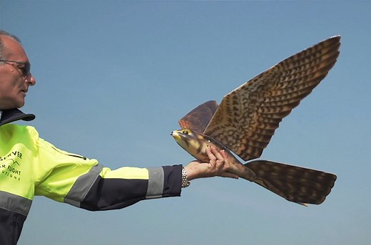 Robo-bird protects airports from non robo-birds