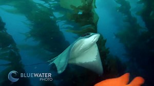 4.4K views · 90 reactions | Garibaldi vs Bat Ray! Shot with the new...