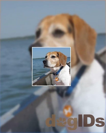 Colorful Designer Dog ID Tags by Andrew - 9 Designs