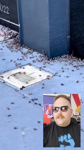 78K views · 549 reactions | The Spotted Lantern Fly, an invasive specied from China, has taken over New York City #spottedlanternfly #china #nyc | Hard Factor | Facebook