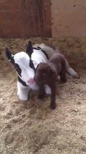 3M views · 30K reactions | This is the cutest lab test I've ever seen  [Via Heartland Animal Hospital and Vet Services] | theCHIVE | Facebook