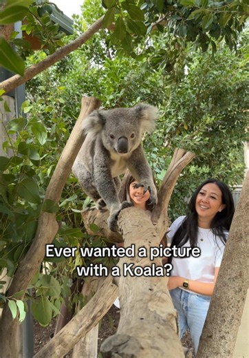 Meet the Iconic Koala at Sydney Zoo