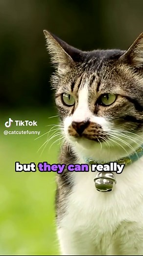 Are Bells Bad for Cats? The Truth About Collar Bells