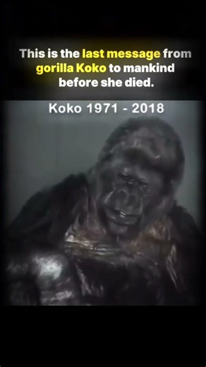 Koko the Gorilla's Last Words.#koko #animal#darkfacts0i #creepyyoutubeshorts #mystery