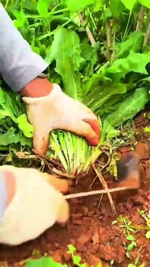 Traditional Method of Uprooting Weeds Using Digging Tools Carefully