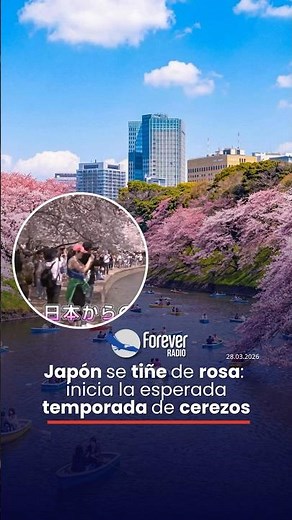 Japón se tiñe de rosa: inicia la esperada temporada de cerezos