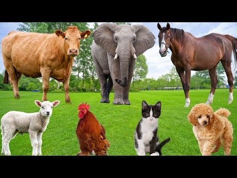 Farm Animal Habitat: Cow, Elephant, Pig, Buffalo, Goat, Turtle, Cat, Dog, Chicken – Animal Video