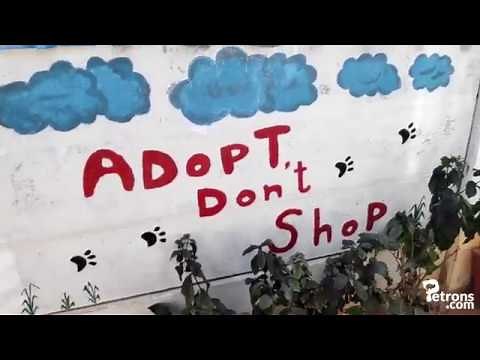 A Visit to Charlie's Animal Rescue Centre (CARE), Bengaluru