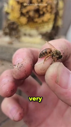 Bees Followed Their Queen 🐝