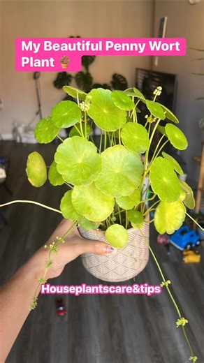 My Beautiful Penny Wort Plant 🪴 House Plants Care & Tips | House Plants Care & Tips